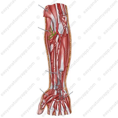 Лучевая возвратная артерия (arteria recurrens radialis)